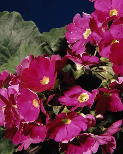 Flowers 031