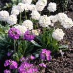 Flowers 032