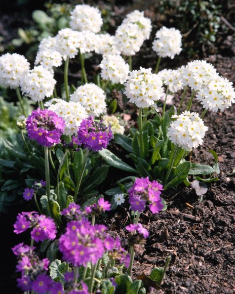 Flowers 032
