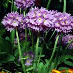 Flowers 033