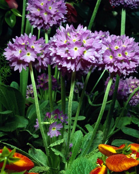 Flowers 033