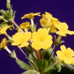 Flowers 034