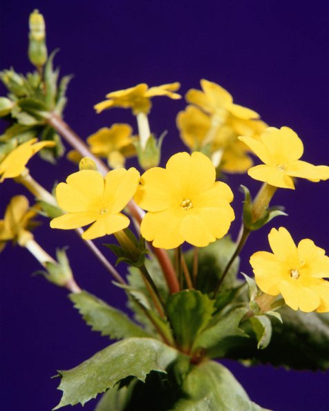 Flowers 034