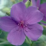 Flowers 035