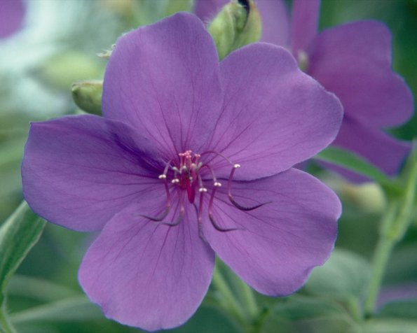 Flowers 035