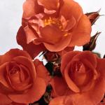 Flowers 036