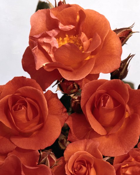 Flowers 036