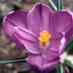 Flowers 037