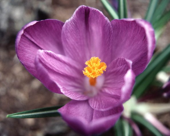 Flowers 037