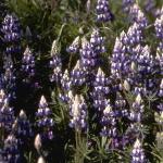 Flowers 038