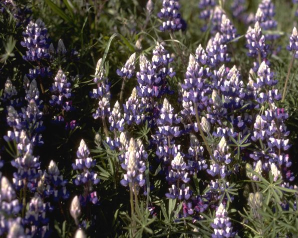 Flowers 038