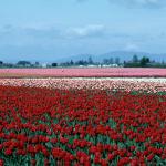 Flowers 039