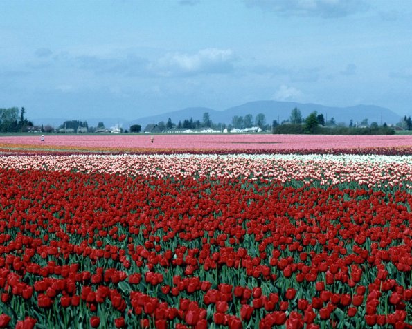 Flowers 039