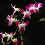Flowers 040