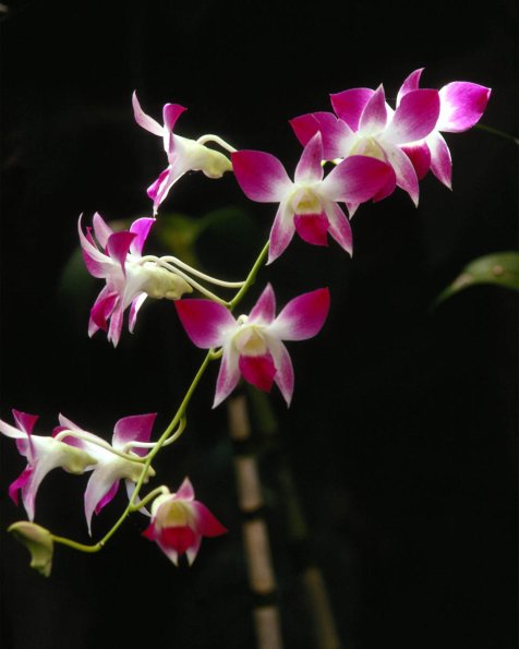 Flowers 040