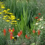 Flowers 041