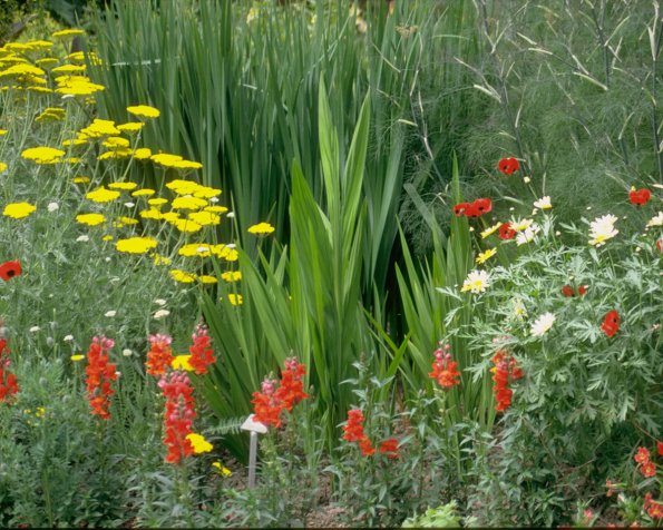 Flowers 041