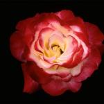Flowers 042