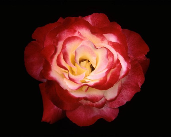 Flowers 042