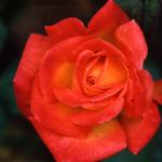 Flowers 043