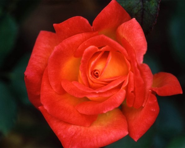 Flowers 043