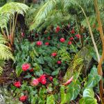 Flowers 044