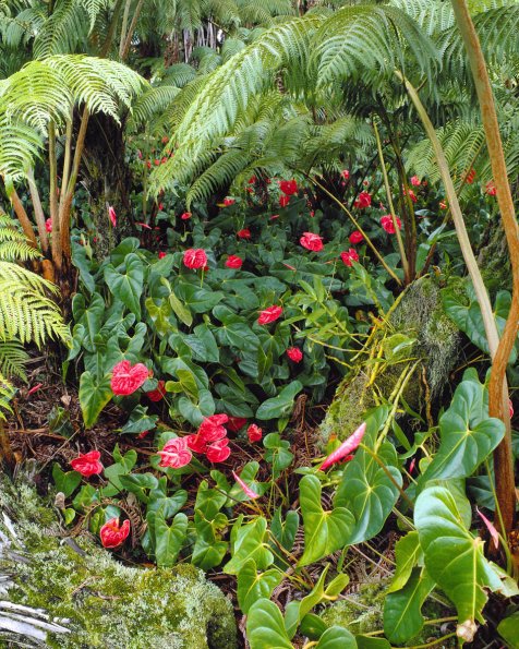 Flowers 044
