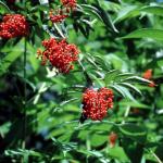 Flowers 045
