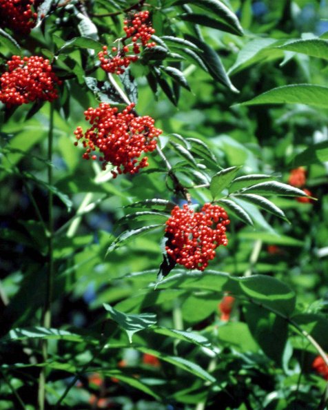 Flowers 045