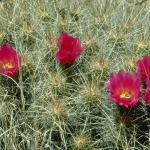 Flowers 046