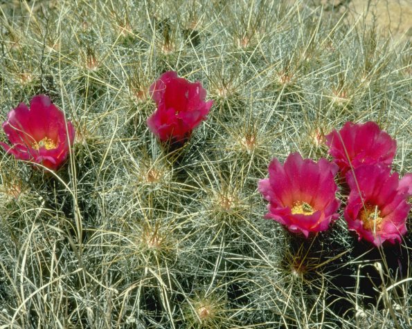 Flowers 046
