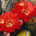 Flowers 047