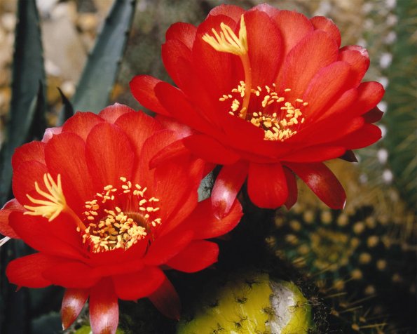 Flowers 047