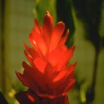 Flowers 048