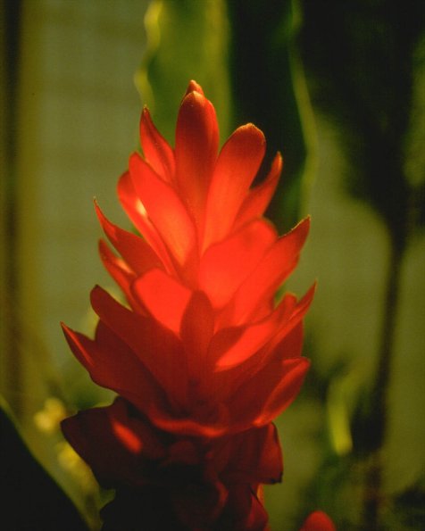 Flowers 048
