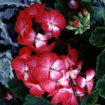 Flowers 049