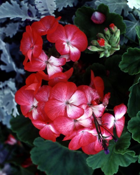 Flowers 049