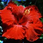 Flowers 050