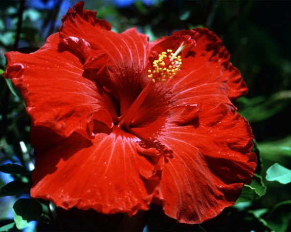 Flowers 050