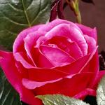 Flowers 051
