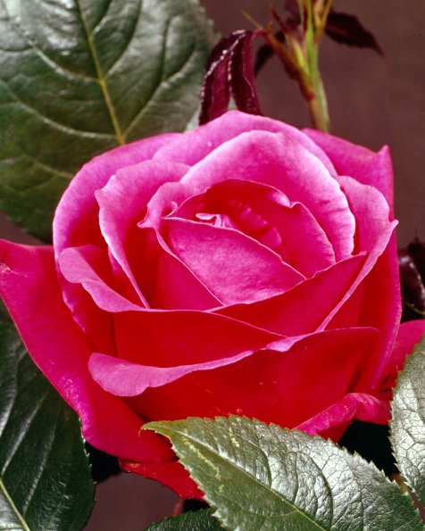 Flowers 051
