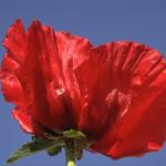 Flowers 052