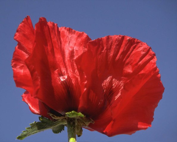 Flowers 052