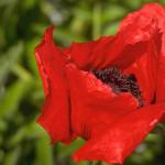Flowers 053