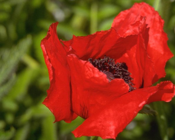 Flowers 053