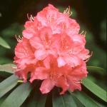 Flowers 054