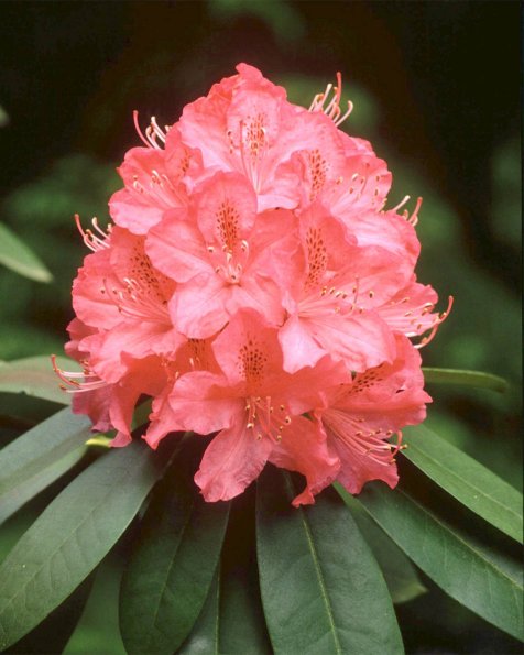 Flowers 054