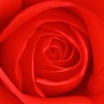 Flowers 055