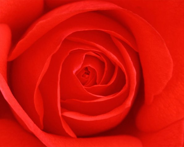 Flowers 055