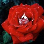 Flowers 056